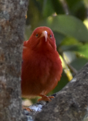 Drepanis coccinea