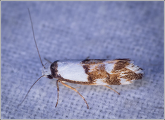 Coesyra hemiphragma