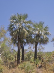 Livistona alfredii