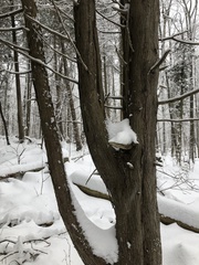 Thuja occidentalis — photo 2