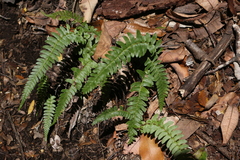 Blechnum hastatum