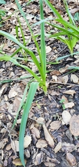 Chlorogalum pomeridianum