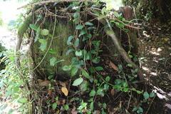 Hydrangea serratifolia