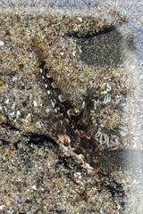 Clinocottus acuticeps