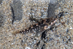 Clinocottus acuticeps