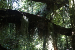 Fascicularia bicolor