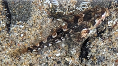 Clinocottus acuticeps