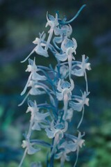 Platanthera macrophylla