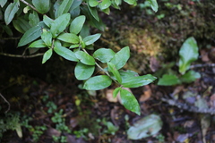 Archidasyphyllum diacanthoides