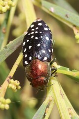 Diphucrania leucosticta