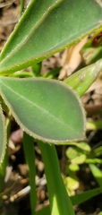 Lupinus succulentus