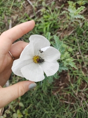 Argemone hunnemannii