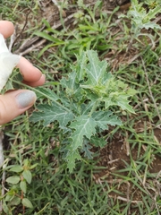 Argemone hunnemannii