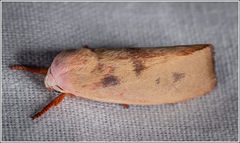 Cryptophasa rubescens