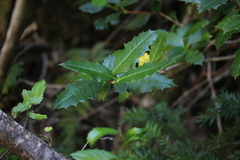Berberis serrato-dentata