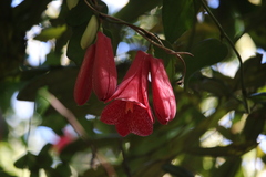 Lapageria rosea
