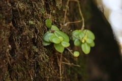 Sarmienta scandens