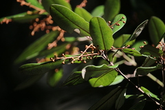 Aextoxicon punctatum