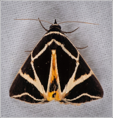 Agamana sarmentosa