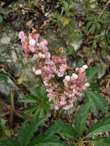 Palmate begonia (Begonia carolineifolia)
