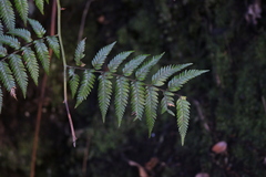 Lophosoria quadripinnata