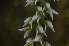 Brachystele unilateralis