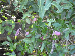 Dolichandra cynanchoides