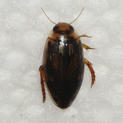 Coptotomus