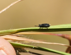 Hispellinus multispinosus