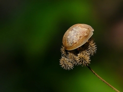 Paropsis charybdis