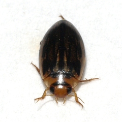 Coptotomus longulus