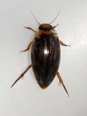 Coptotomus longulus