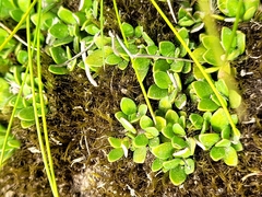 Coprosma petriei
