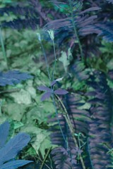 Aquilegia canadensis