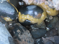 Halichondria panicea