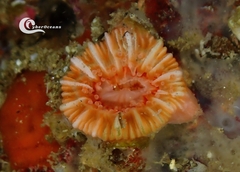 Caryophyllia smithii