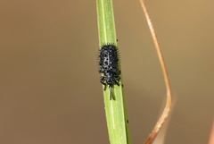 Hispellinus multispinosus