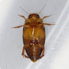 Coptotomus longulus