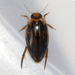 Coptotomus longulus