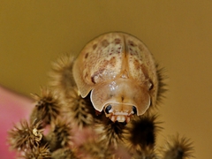 Paropsis charybdis
