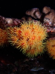 Tubastraea coccinea