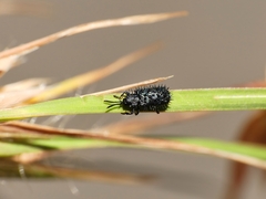 Hispellinus multispinosus