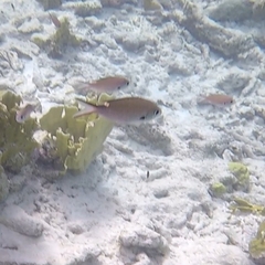 Azurina multilineata