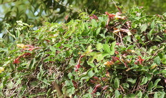 Dolichandra cynanchoides