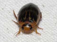 Coptotomus longulus