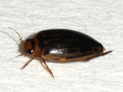 Coptotomus longulus
