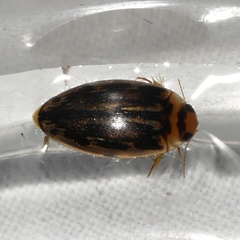 Coptotomus longulus