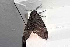 Psilogramma casuarinae
