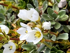 Gentianella bellidifolia