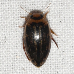 Coptotomus longulus